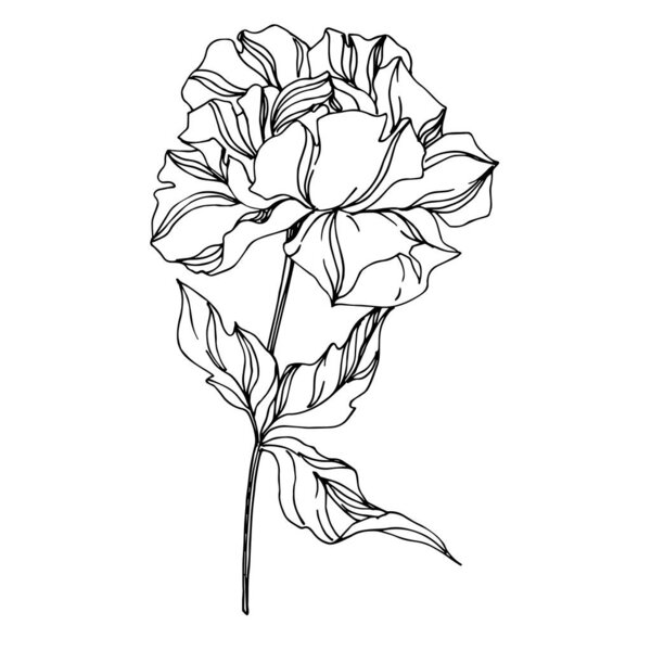 向心看牡丹植物花。 黑白雕刻品  图片素材
