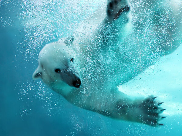 北极熊水下攻击 图片素材