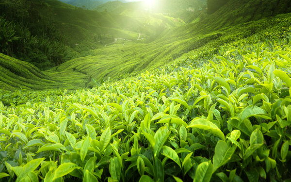 茶园金马伦高原，马来西亚 图片素材