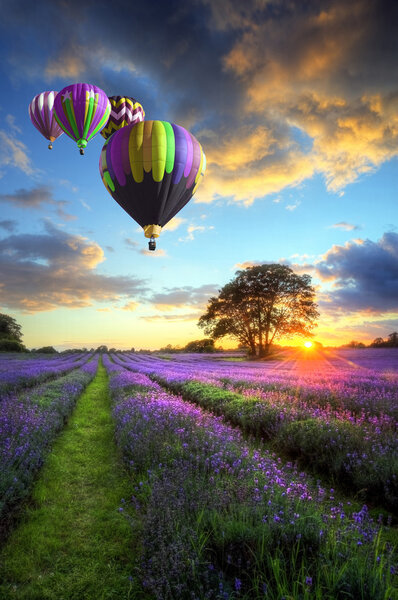 热气球飞越薰衣草风景日落 图片素材