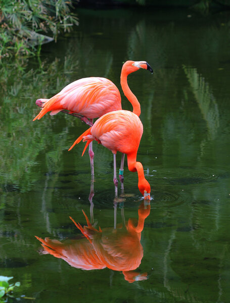 两个粉红色的火烈鸟正在搜索饲料在水中 图片素材