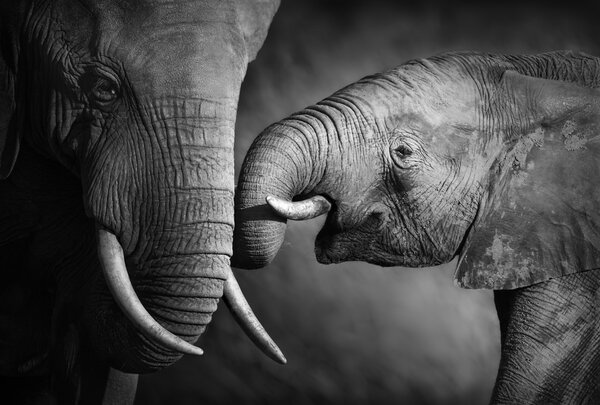 大象的感情 (艺术处理) 图片素材