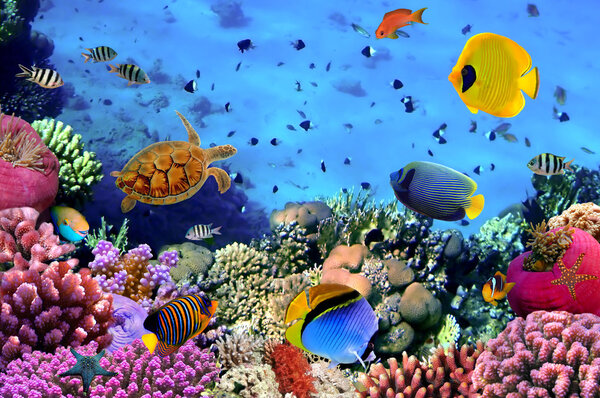 珊瑚群的照片 图片素材