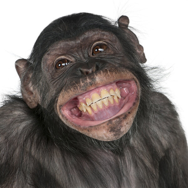 黑猩猩和倭黑猩猩之间的混合养殖猴子 图片素材